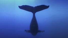 10种已灭绝的最大鲸鱼 图10