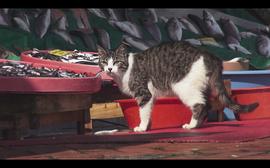 爱猫之城纪录片 图4