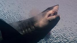 深海巨鲨免费观看完整版 图6