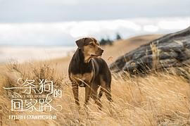 一條狗的回家路 圖1