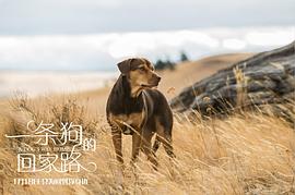 忠犬八公一条狗的使命哪个好看 图1