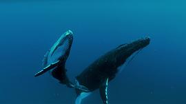 座头鲸纪录片 图3