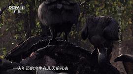 白獅成長記 圖4