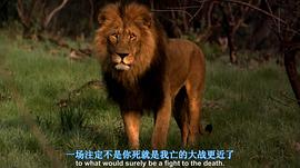 150只狮子老虎的电影叫什么 图5