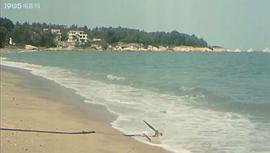 情歸鷺島 圖4