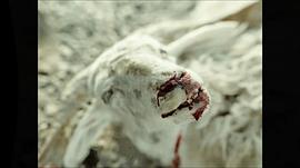 撞死了一只羊影评 图4
