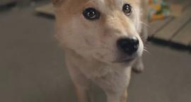 日本关于流浪狗的电影 图10