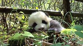 大熊猫淘淘纪录片 图2