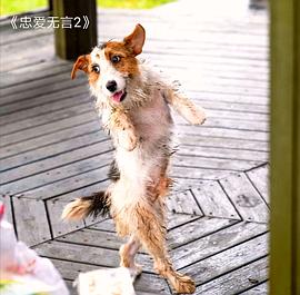 忠愛無言2 圖3
