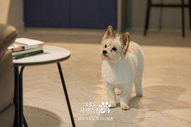 韩剧可爱的小狗在线观看 图1