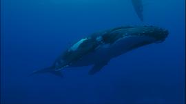 动物星球系列：鲸奇之旅 图5