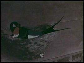 小燕子 圖5