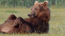 阿拉斯加的棕熊免费观看 图9