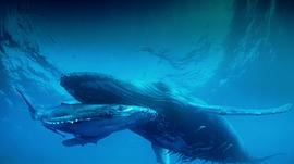座头鲸的电影 图10