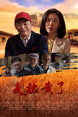 麥穗黃了 圖2