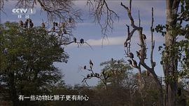 白獅成長記 圖10