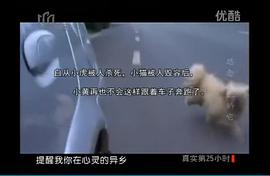 流浪狗小黃的故事 圖4