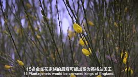 金雀花王朝 圖6