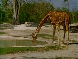 動物園 圖3