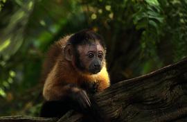 亚马逊萌猴历险记观后感 图8