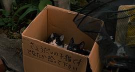 為什么貓都叫不來 圖3