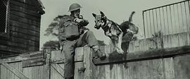 軍犬麥克斯 圖8