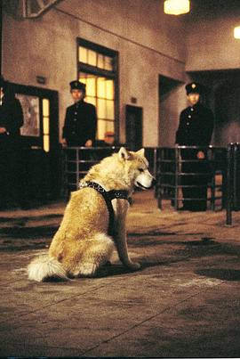 忠犬八公物語 圖4