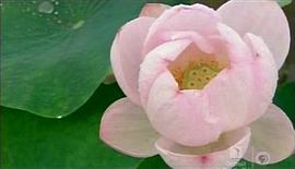 第一朵花 圖1