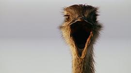 大鳥 圖6