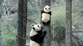 大熊猫淘淘纪录片 图3