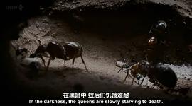BBC 自然世界：沙漠螞蟻帝國 圖8