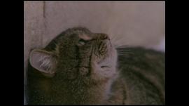 《妖猫传》电影免费观看完整版 图5