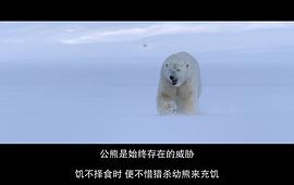 北极熊与棕熊体型对比 图5