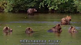 阿拉斯加的棕熊免费观看 图3