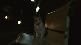 流浪猫鲍勃电影免费观看 图5