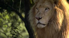 150只狮子老虎的电影叫什么 图5