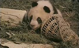 小熊猫历险记1995免费观看 图4