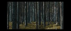 森林恐怖电影 图5