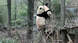 熊猫淘淘当爸爸 图8