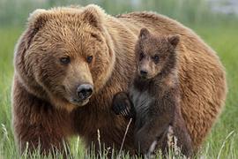 阿拉斯加的棕熊免费观看 图3