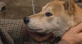 日本关于流浪狗的电影 图5