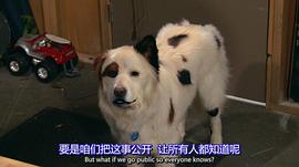 狗狗博客 第三季 圖1