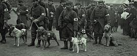 軍犬麥克斯 圖2