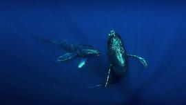 大头鲸图片 图9