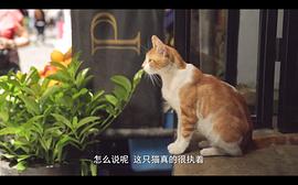 爱猫之城 图1