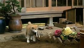 日本忠犬八公中文版 图7