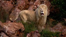 150只狮子老虎的电影叫什么 图4