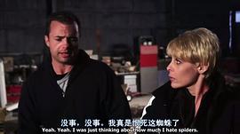 駱駝蜘蛛 圖3