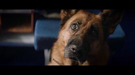 十大最感人的狗狗电影 图2