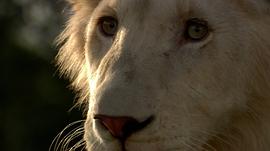 150只狮子老虎的电影叫什么 图7